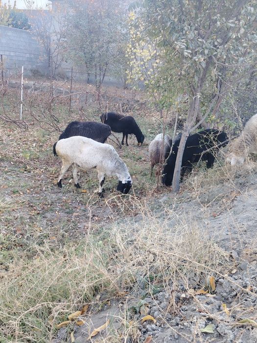 Bugoz qoylar sotiladi