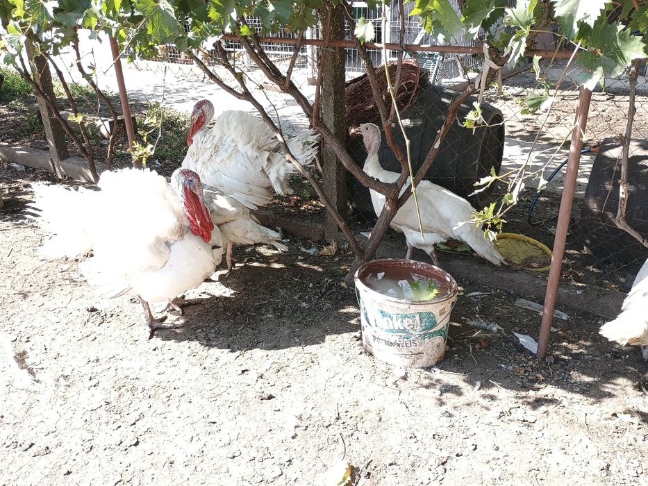 Vând Curcani sau Curci