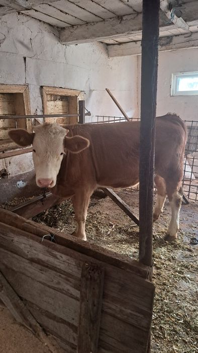 Junca baltata romaneasca