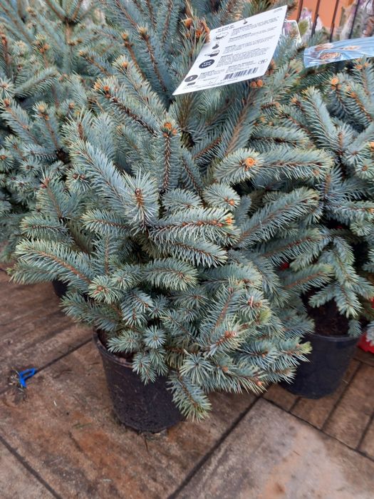 Vând puieți de brazi arginti  la ghiveci super bleu