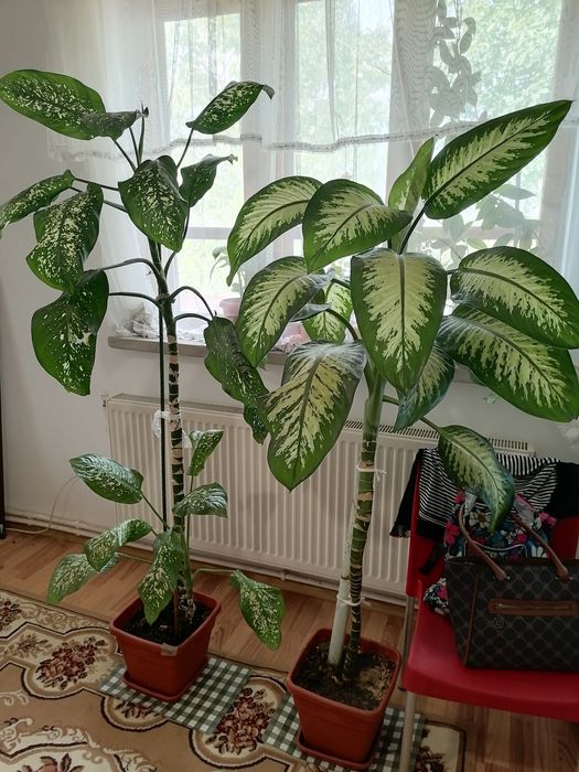 PLANTE MARI(2)- în Craiova