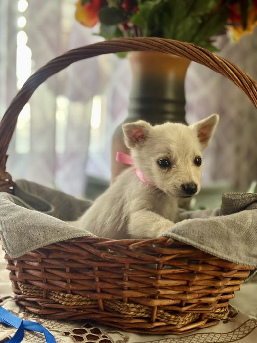 Продам Той терьера