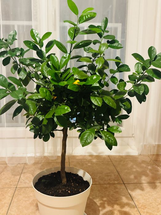 Mandarin înalt (copacel) cu multe fructe