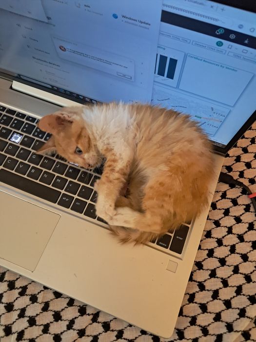 Мъжко котенце на месец и половина