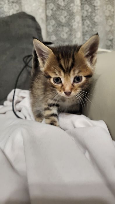 2 котенца си търсят дом!