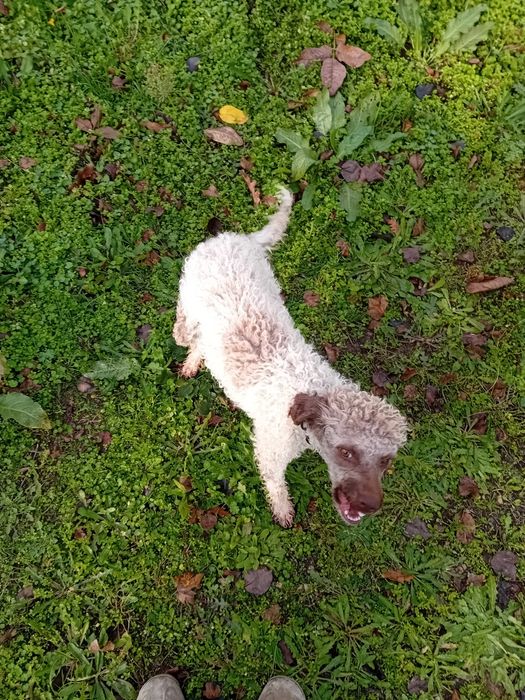 Логото романьол  кучета