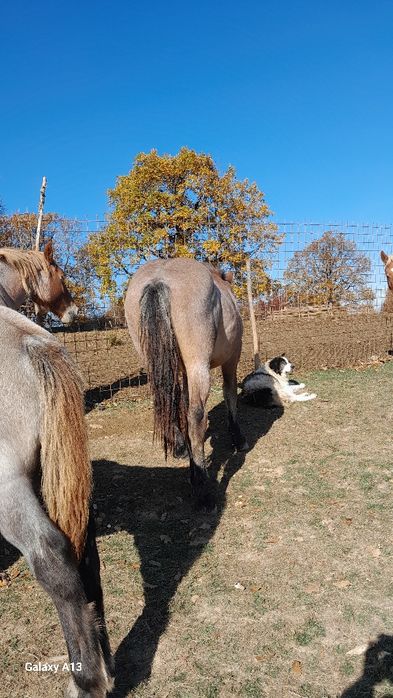 Vând mânză de un an jumate