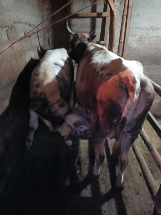 Vaca de vanzare  cu vitel