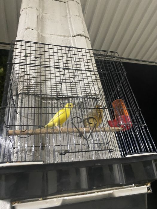 Канарейки самцы молодые