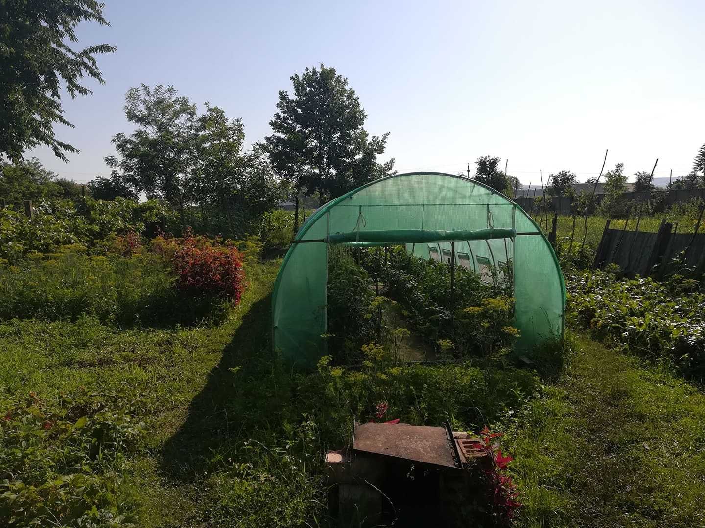 3x8m - Solar profesionale de grădină, sera sere solarii legume - NOU!