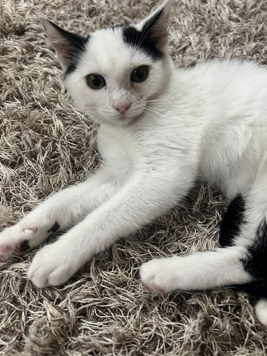 Pisicuta iubitoare cauta o casa plina de dragoste