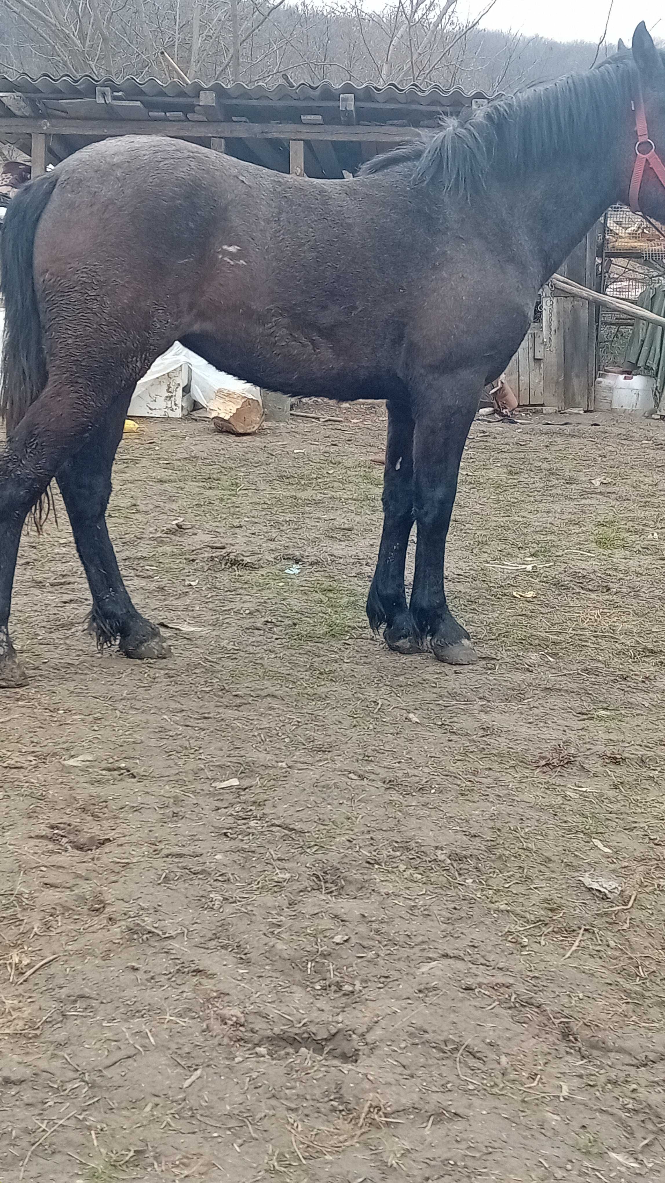 Vand manza de 1 ani si 2 luni