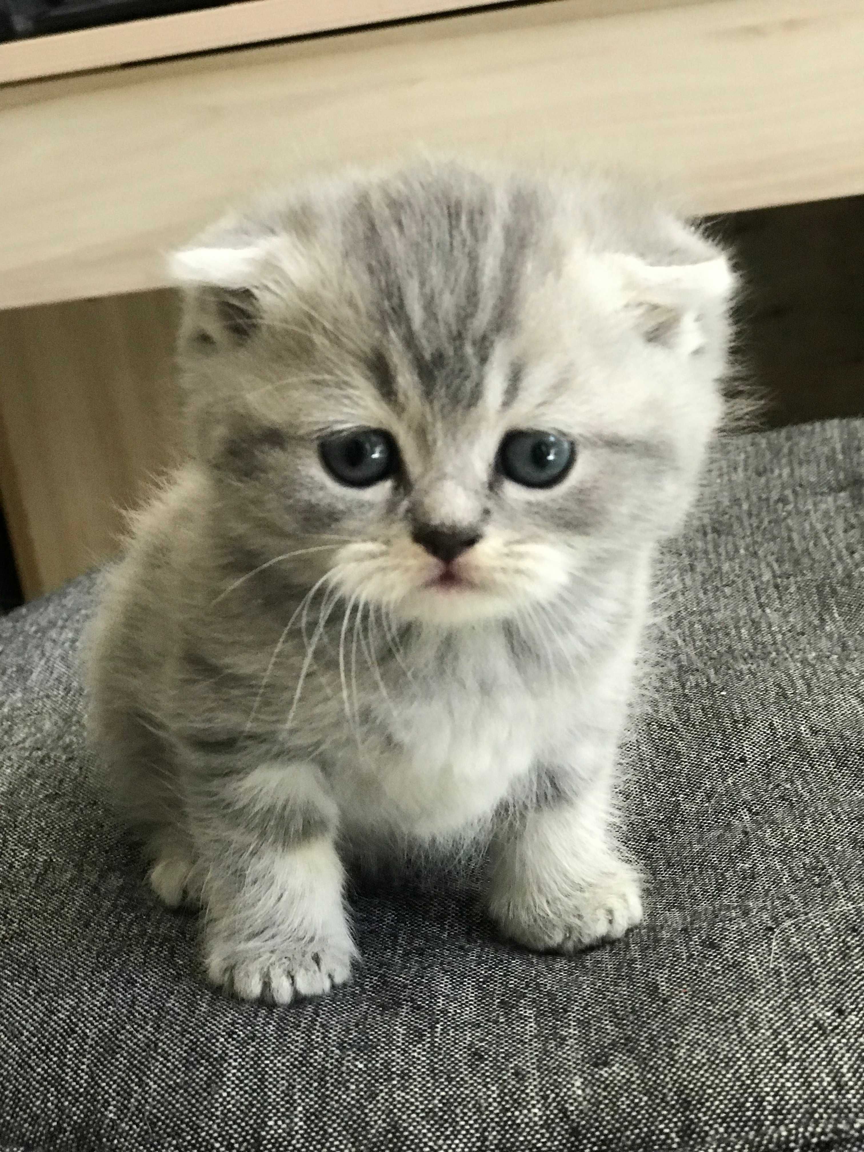 Scottish fold urechi