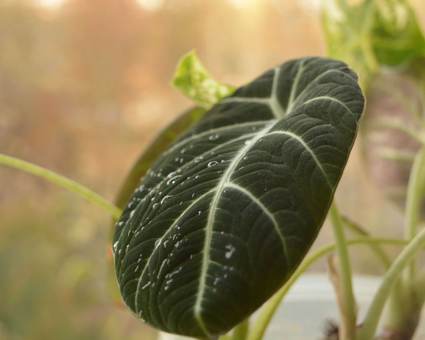 Алоказия Black Velvet и Frydek в одном горшке