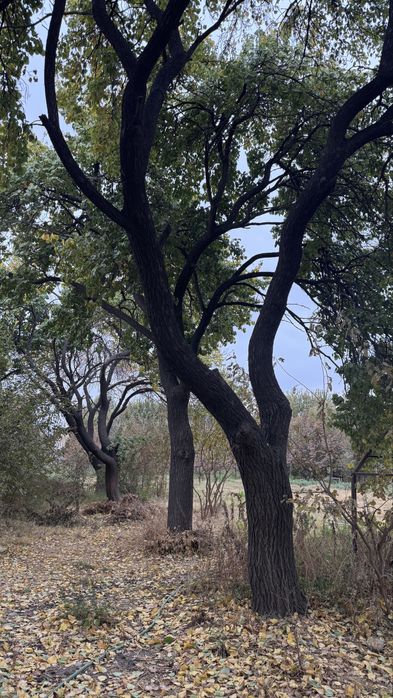 Утин урик дарахт