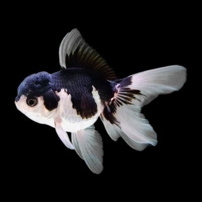 Продам рыбок панда