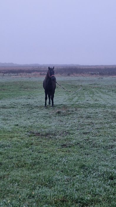 Vand manzuta de 1 an si doua luni