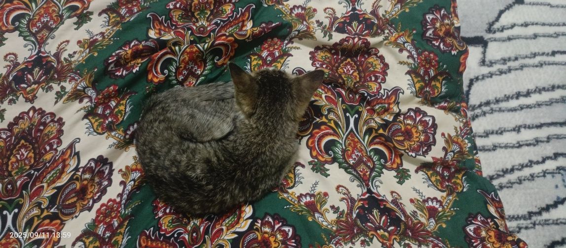 котёнок 1-1.5 месяца