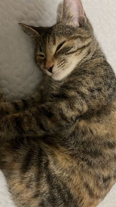 Ласковая табби-кошечка в добрые руки
