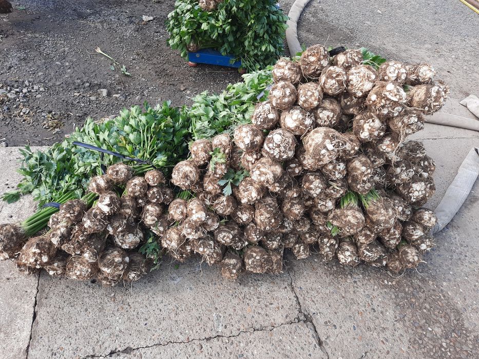 Morcov patrunjel pastarnac ceapa gogosar capia gras