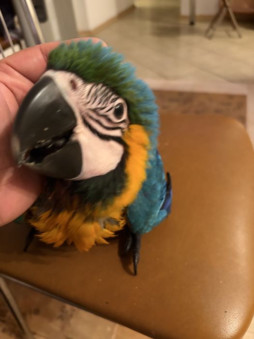 Papagal ara inelat cu adn, mascul