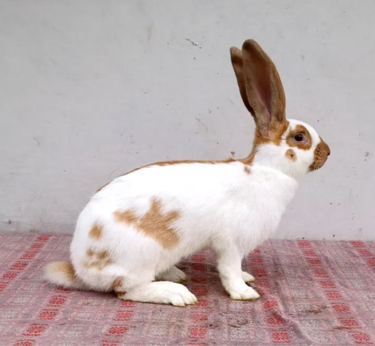 Строкач ұрғашы қоян сатылады