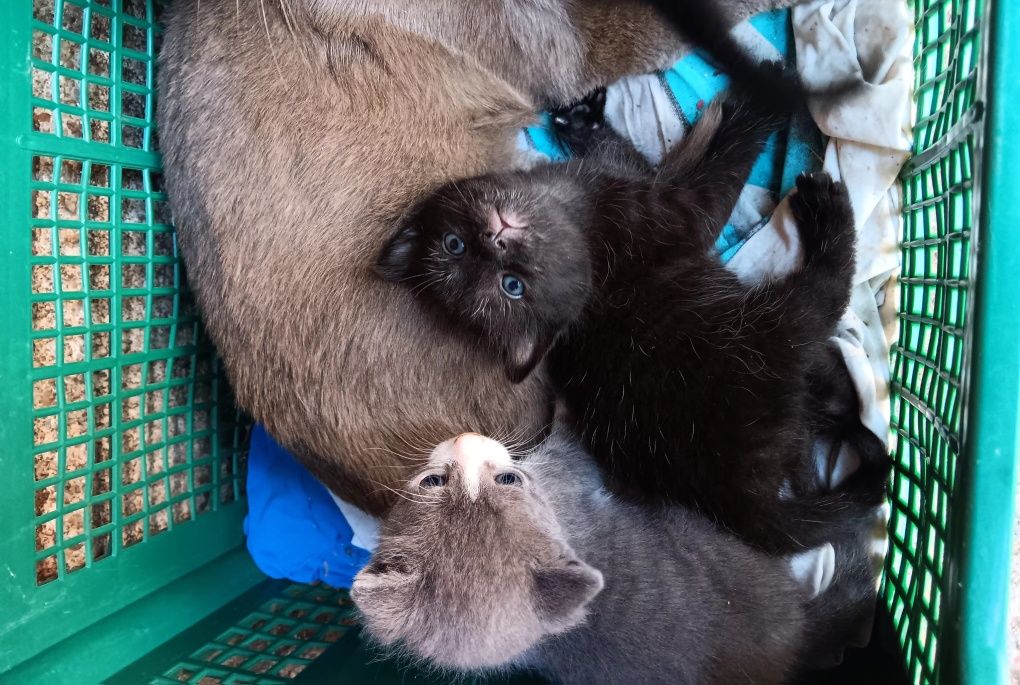 Подарявам малки котенца