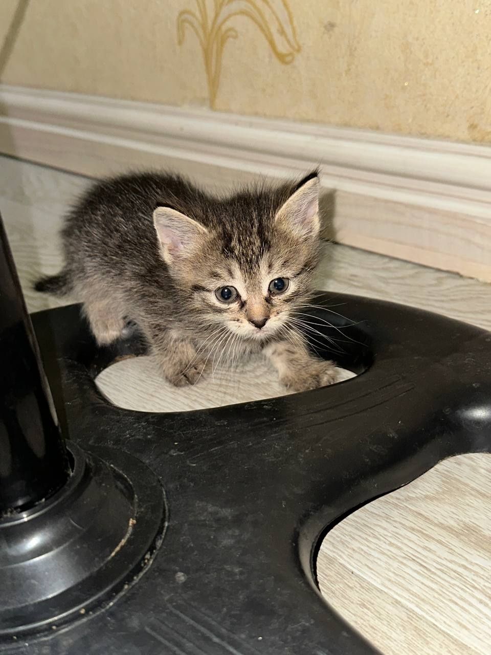 Отдаю бесплатно домашних котят. В любящие, заботливые ручки. 5 котят..