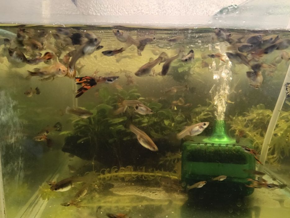 Guppy mix de vanzare