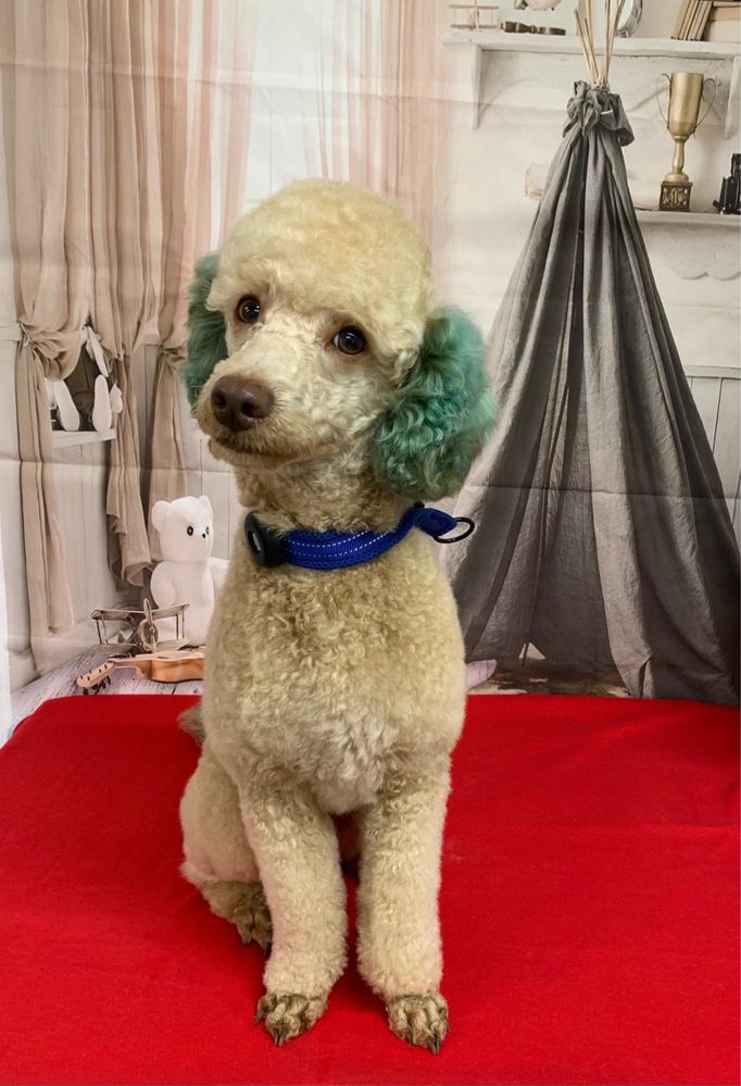 Scooby Style Pet Salon