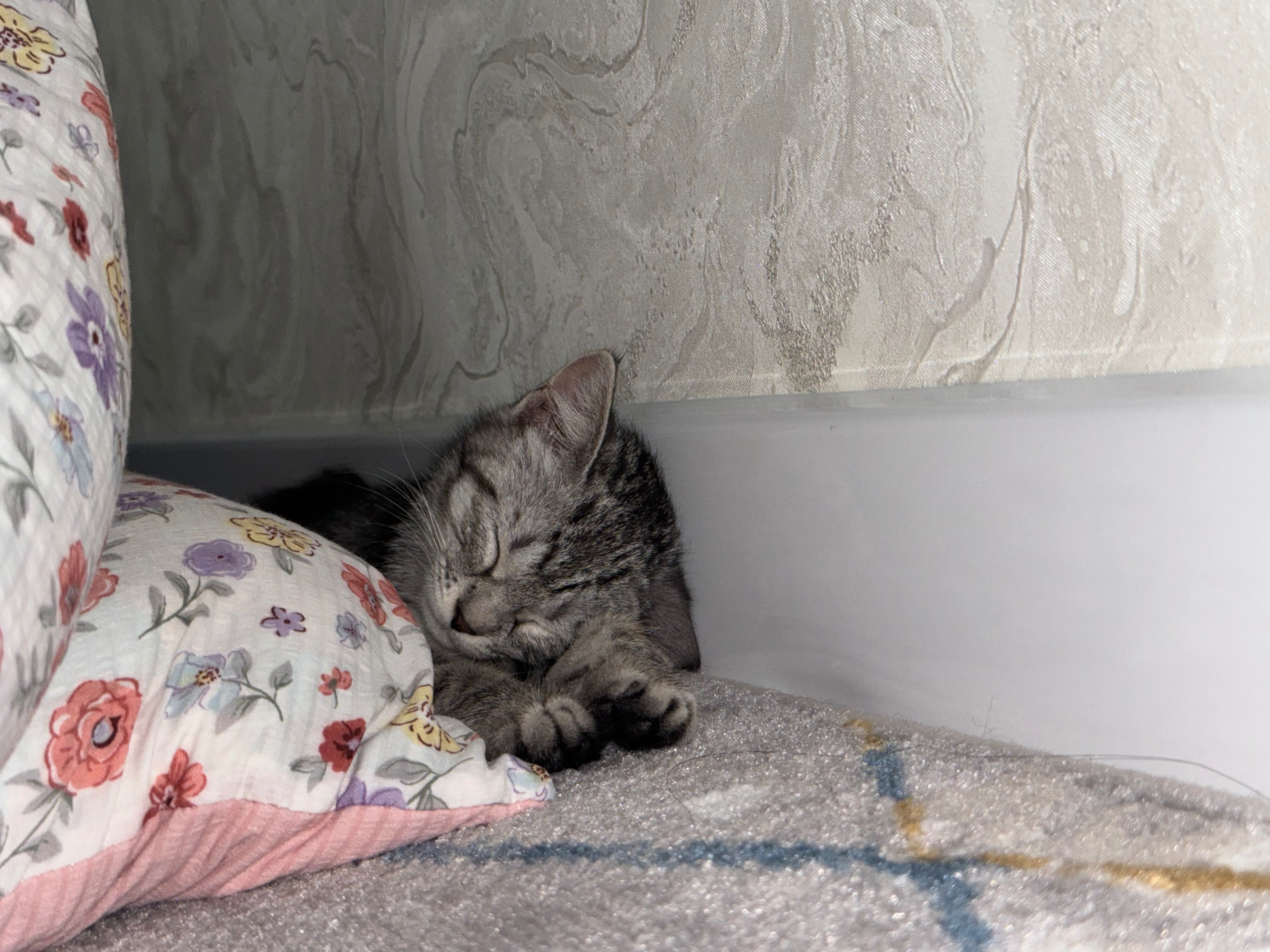Шотландский кошка