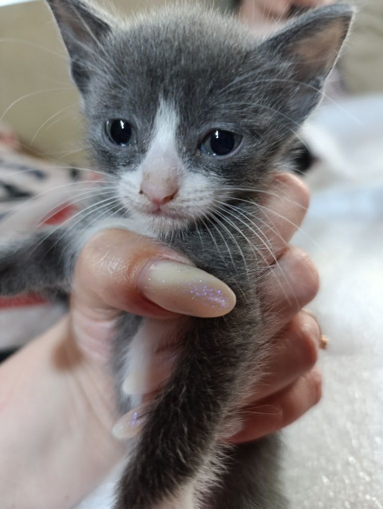 Котятки ищут дом