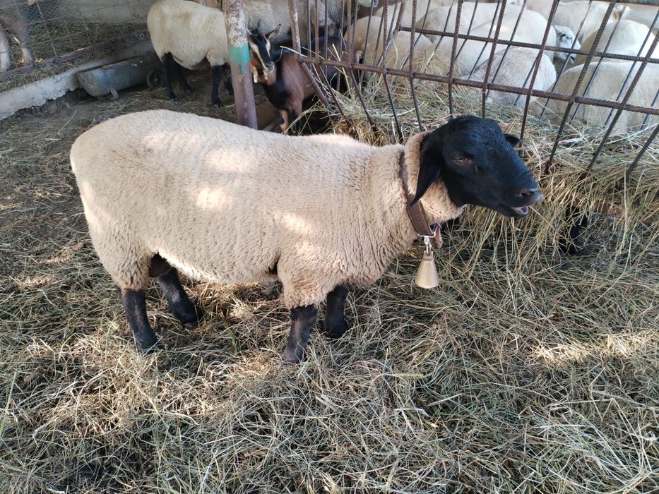 Berbec Sulfoc original