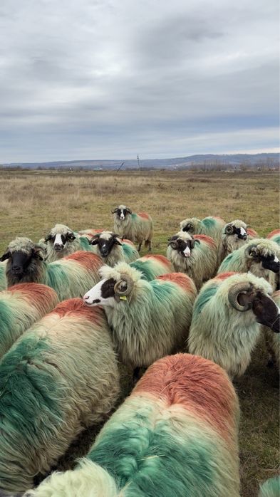 Oi tinere de vanzare