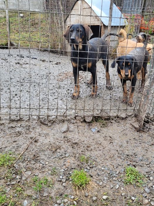 Câini de vânătoare