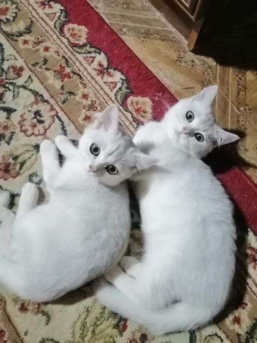 Mushuk shinshilla