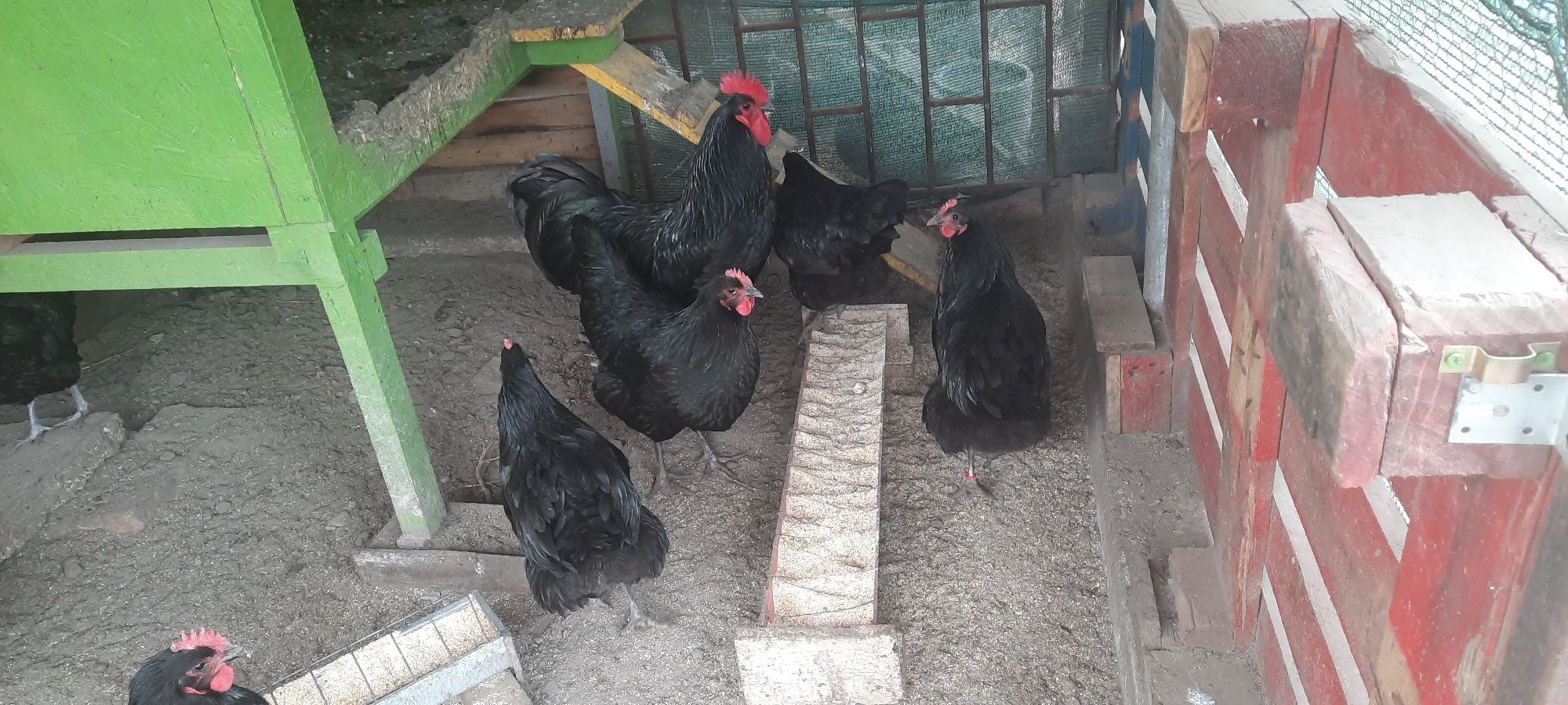 Vand oua de australorp, pt incubat.