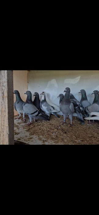 Vând porumbei voiajori