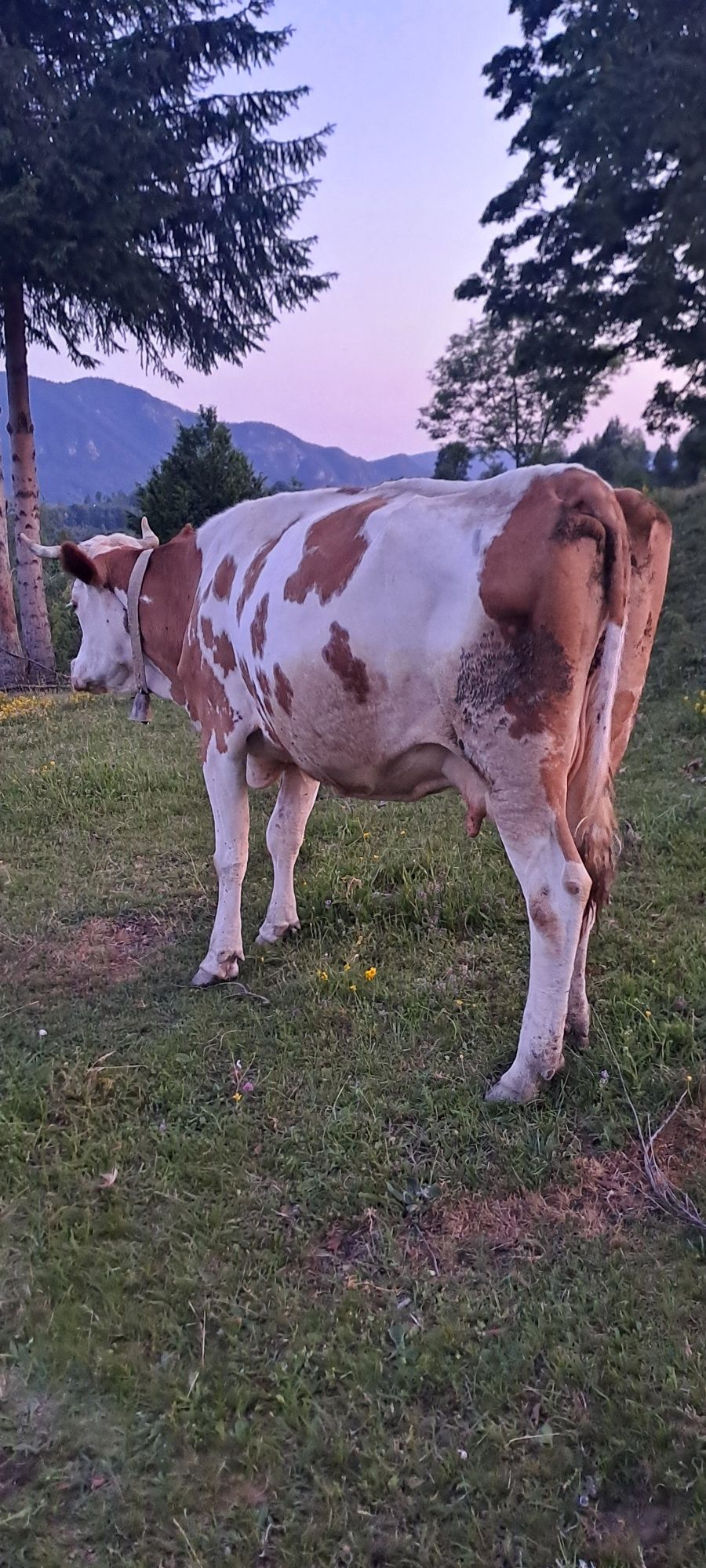 Vând vacă în vârstă de 8 ani