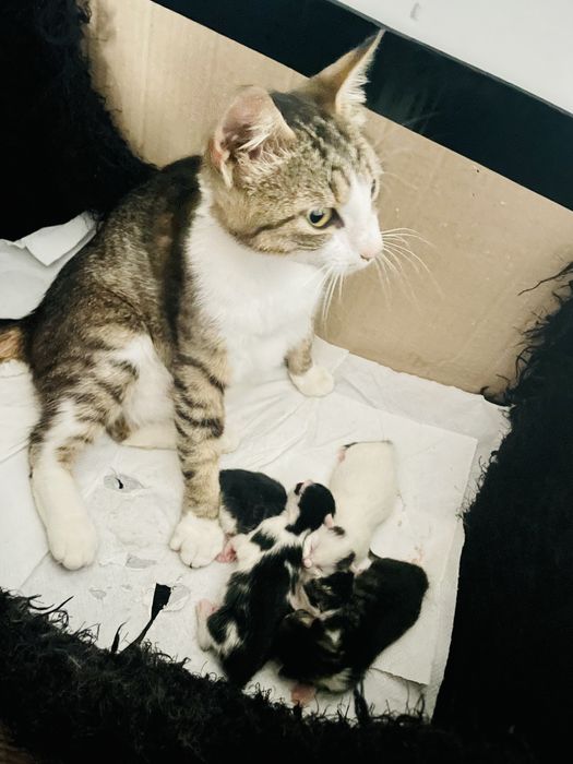 Petsitter- Dog walker