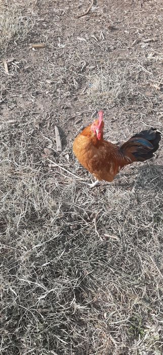 “Sifatli va sog‘lom xórozlar sotiladi!”