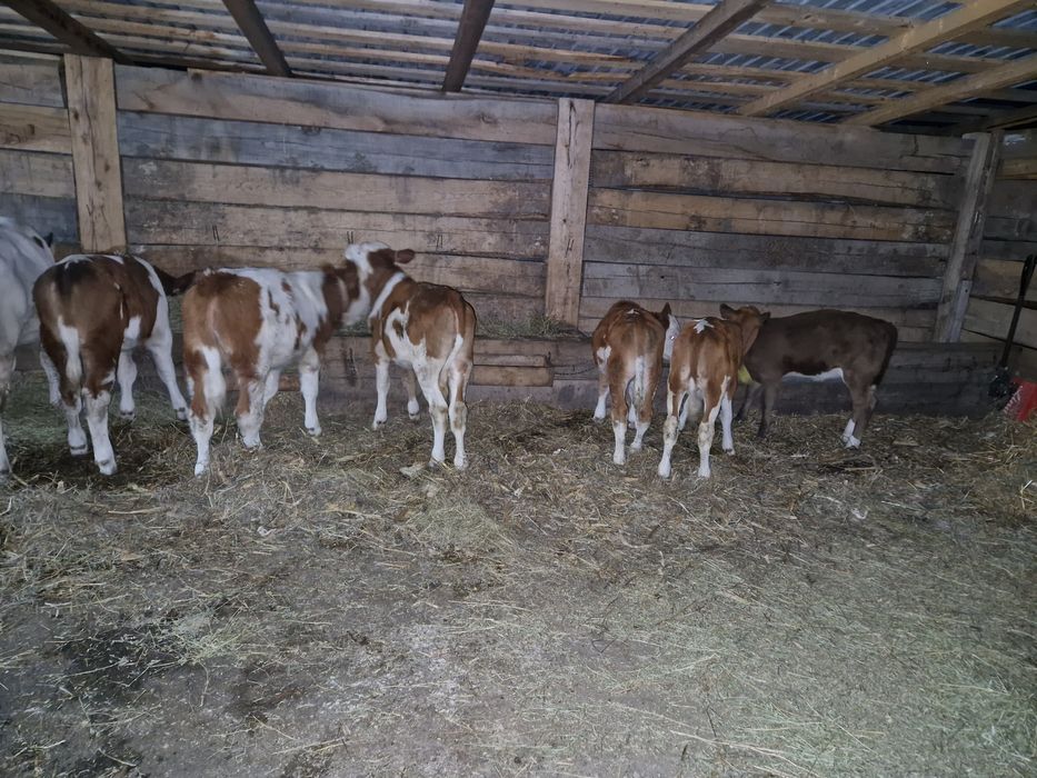 Vand 6 bucati frumosi