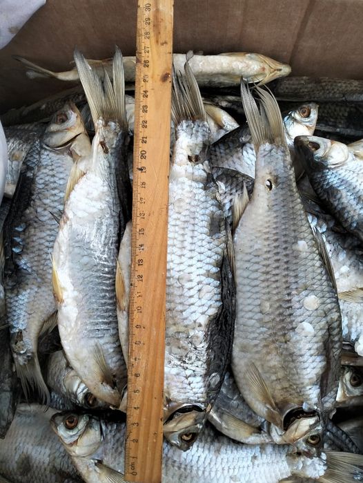 Рыба сушенная свежак