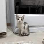 Котенок в добрые руки
