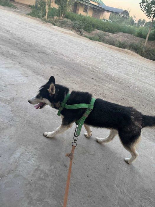 Хаски 1 йошдан утди