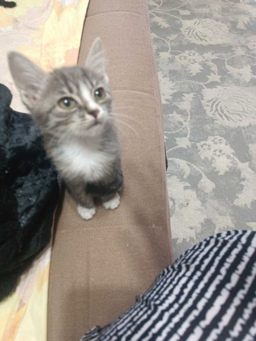 Котик мальчик, 2,5 месяца.