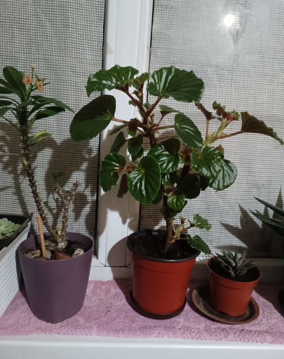 Комнатные цветы бегония