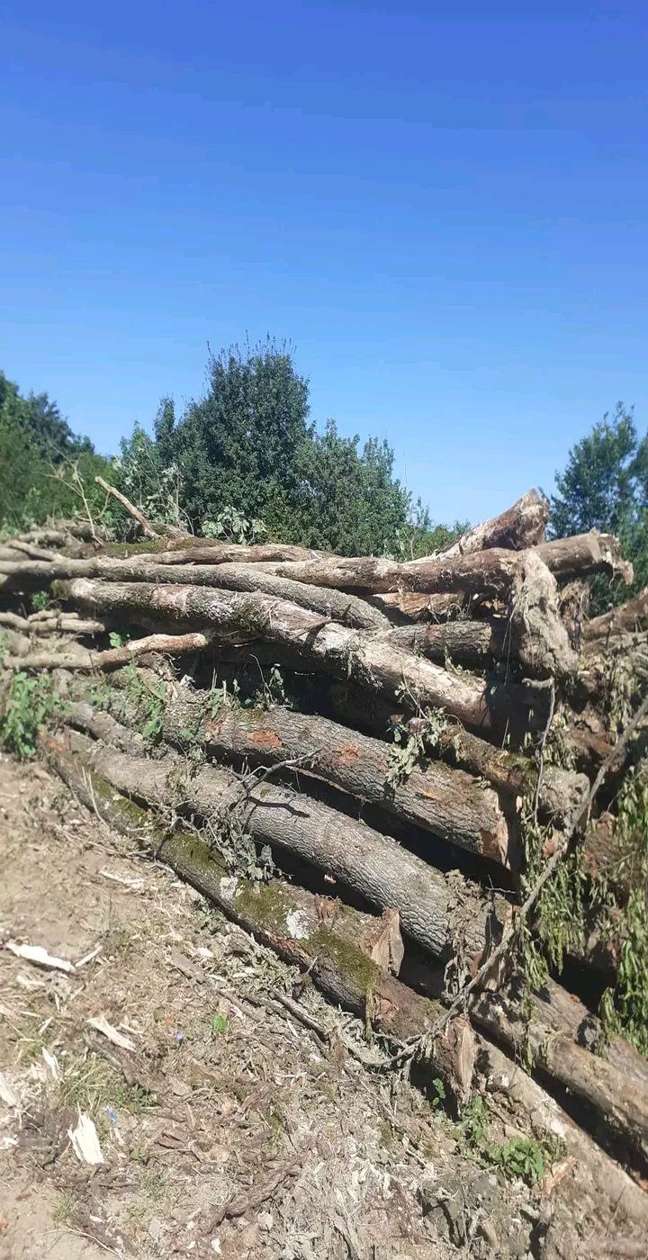 Lemne de foc la 250 lei metru