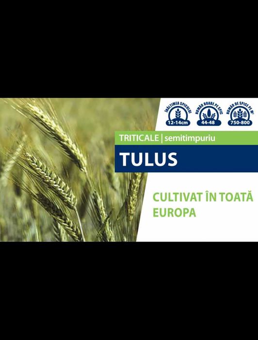 Seminte Triticale de Toamna Tulus, 500 kg, Saaten Union