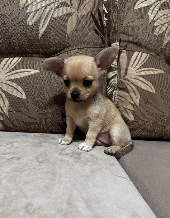 Прекрасно Мини Чихуахуа Момиченце Лилав фаун